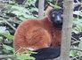 lemur